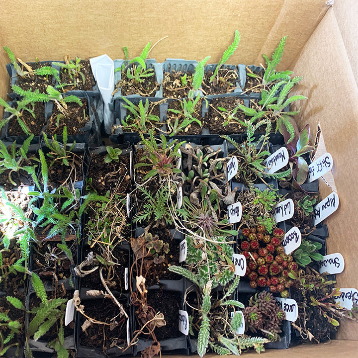 A cardboard box holds several rows of native plant plugs in black plastic trays, each labeled with a white tag. Some plants are small and green, while others are still dormant with dry stems and the faded leaves of last season. A few vibrant green rosettes and tiny red seed clusters stand out among the plugs.