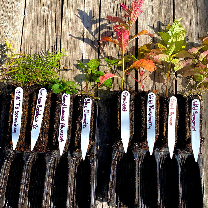 Native plant plugs sit in black plastic trays on a weathered wooden surface. Each plug is labeled with a white plant tag written in purple or red marker. From left to right, the labels read: "12-18” T & Spreading," "Chilcotin Bedstraw," "Round-leaved Alumroot," "Blue Clematis," "Fireweed," "Wild Raspberry," "Giant Hyssop," and "Wild Bergamot." The plants display a mix of green and red-tinged leaves, reflecting seasonal color changes.