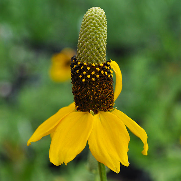 A close-up of a yellow coneflower (Ratibida columnifera) shows its distinctive tall, greenish central cone surrounded by a ring of tiny dark brown disk florets. A skirt of bright yellow drooping petals hangs below the cone, their edges slightly ruffled. The smooth green background keeps the focus on the unique shape and rich color of the flower.