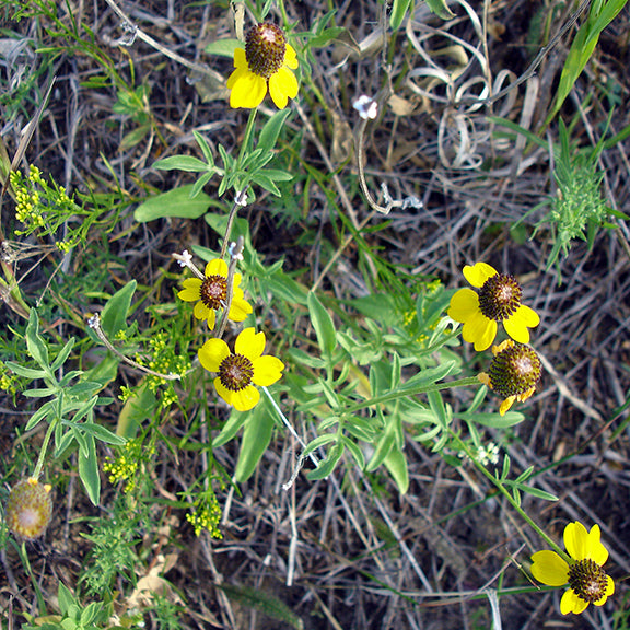 A patch of yellow coneflower (Ratibida columnifera) grows scattered across a dry grassland, surrounded by fine grasses and low plants. Each slender stem holds a yellow flower with narrow, drooping petals and a rounded, brown central cone. The silvery-green foliage forms a soft contrast to the muted tones of the ground.