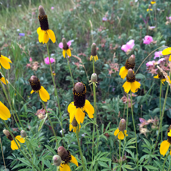 Tall yellow coneflowers (Ratibida columnifera) bloom in a lively prairie garden, their golden petals arching gracefully around the dark seed cones. The green leaves are deeply divided and fern-like. A few unopened flower buds rise among the blooms, while wild roses add splashes of pink in the background.