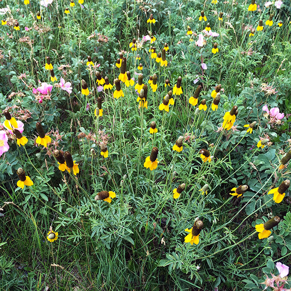 A dense stand of yellow coneflower (Ratibida columnifera) fills the prairie scene, creating a sea of golden petals and dark brown cones rising above the finely cut foliage. The surrounding patchwork of wild rose and other native plants adds texture and color to the blooming meadow.