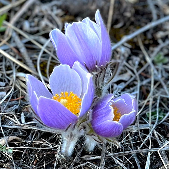 The soft lavender blooms of the Prairie Crocus (Pulsatilla nuttalliana) emerge from a patch of dry grass and leaf litter, glowing in the early spring sunlight. Each silky, bell-shaped flower is covered in fine white hairs, with golden yellow centers full of stamens drawing attention to the heart of the blossoms. Their fuzzy stems and sepals shimmer in the light, a sure sign of the prairie waking up after winter.