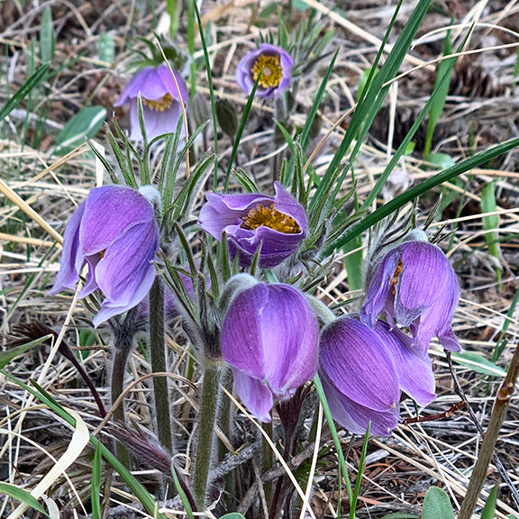 A lush cluster of Prairie Crocus (Pulsatilla nuttalliana) blossoms rises from the surrounding dry grasses. The violet petals curve down around the golden centers, some flowers still tightly closed while others open to the sky. The fine hairs covering the stems and buds catch the light, and the scene captures the crocus blooming in dense groups - an early spring showpiece.