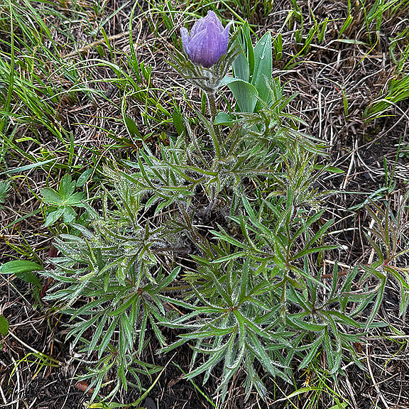 The finely divided, feathery leaves of the Prairie Crocus (Pulsatilla nuttalliana) spread out low to the ground, their silvery hairs giving them a soft, frosted appearance. A single purple bud sits poised above the foliage, ready to bloom. The surrounding grass hints at the prairie setting where these early bloomers thrive.