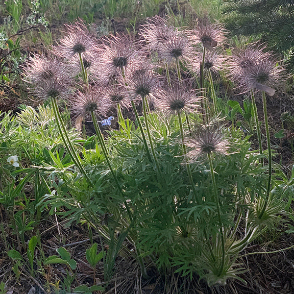 Tall, whimsical seed heads of the Prairie Crocus (Pulsatilla nuttalliana) catch the evening light, creating a glowing halo effect. The once-vibrant purple petals are long gone, replaced by feathery seed plumes radiating from each stem. The delicate, green foliage remains below, while the seed heads sway like tiny fireworks bursting over the summer prairie.