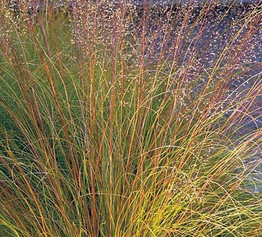 A close-up view of Sporobolus heterolepis (Prairie Dropseed), highlighting its fine, arching green leaves that transition into golden hues as the seasons change. The delicate, airy seed heads rise above the foliage, shimmering in the light and adding a soft texture to the scene. The plant's characteristic fountain-like shape gives it a graceful, flowing appearance, making it a standout feature in prairie landscapes.