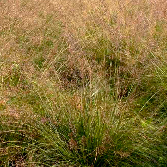 A broader view of Sporobolus heterolepis (Prairie Dropseed) growing in a natural setting, forming a dense, wispy mass of fine, arching blades. The feathery, reddish-brown seed heads create a hazy effect across the landscape, giving the plant a soft, ethereal quality. This warm-season grass is known for its adaptability and ability to create elegant, low-maintenance prairie plantings that move beautifully in the wind.