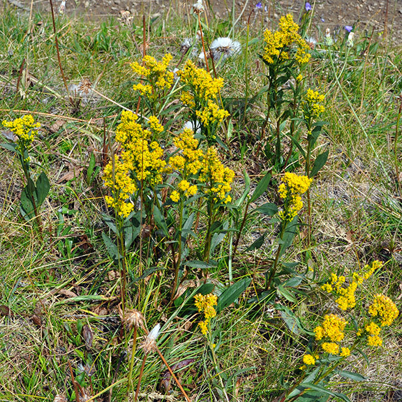 Several Solidago missouriensis (Prairie Goldenrod) plants rising from a grassy meadow, their golden blooms forming dense, flat-topped clusters. The slender leaves and upright stems contrast with the patchy grass and scattered wildflowers of the prairie landscape.