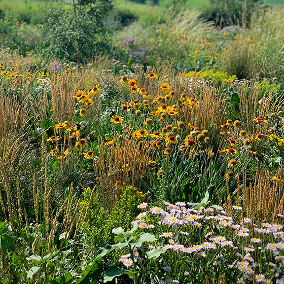 A vibrant wildflower meadow is filled with a mix of colorful native plants and grasses. Tall golden grasses sway among bright orange and yellow Brown Eyed Susan (Gaillardia), while clusters of pale purple Smooth Fleabane bloom in the foreground. The background is dense with a variety of green foliage and flowering plants, creating a diverse and natural prairie scene under a clear summer sky.