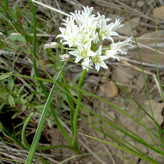 A blooming Allium textile (Prairie Onion) plant growing in a dry, rocky habitat. The white, star-like flowers form a compact cluster atop a slender green stem, contrasting with the surrounding grass and soil.
