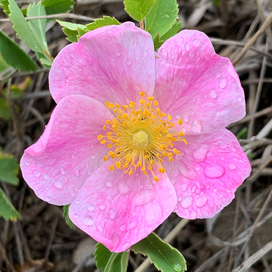 A close-up of a Rosa arkansana (Prairie Rose) blossom reveals five delicate, soft pink petals lightly covered in raindrops. The golden-yellow stamens form a dense circle around the central pistil, glowing against the backdrop of the pink petals. A few green serrated leaves peek out from behind the bloom.