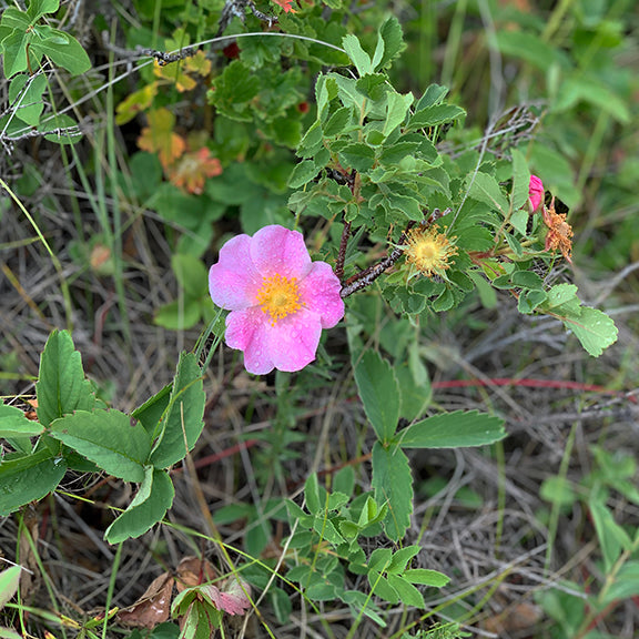 A single Rosa arkansana (Prairie Rose) flower blooms along a sprawling branch of the low-growing shrub. Surrounded by bright green leaves, the pink blossom stands out against the tangled grasses and dried stems of the surrounding prairie vegetation. Nearby, a spent flower head shows the transition from bloom to seed.