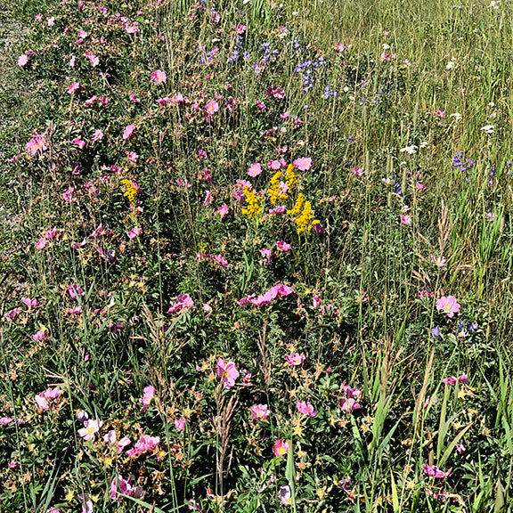 A dense stand of Rosa arkansana (Prairie Rose) stretches along the edge of a native grassland, the low shrubs covered in bright pink flowers. Interspersed among the roses, yellow goldenrod and patches of blue wildflowers add bursts of color to the vibrant summer scene. The wild rose flowers create a colorful ribbon along the edge of the field.