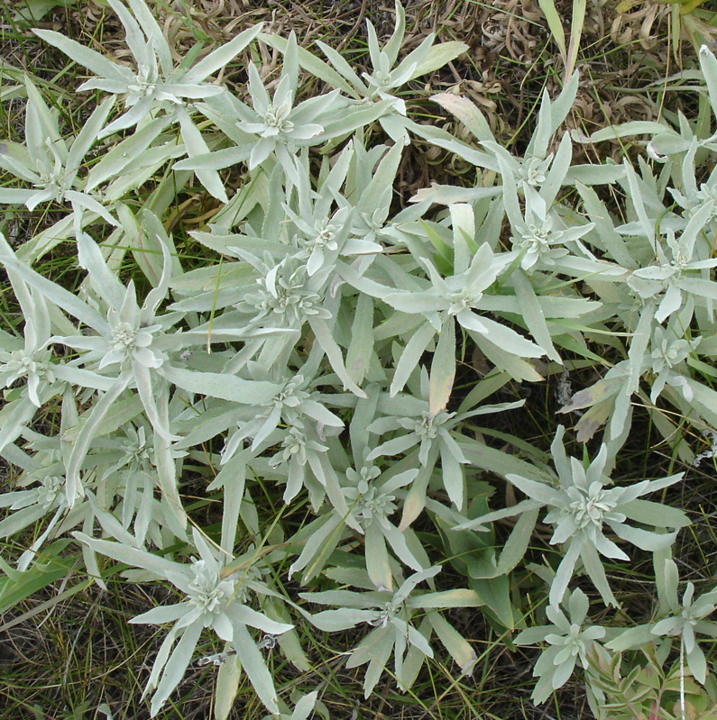 Top-down view of Prairie Sage (Artemisia ludoviciana) foliage. The long, lance-shaped leaves radiate outward, forming a dense mat of silver-green growth typical of this aromatic, drought-tolerant species.