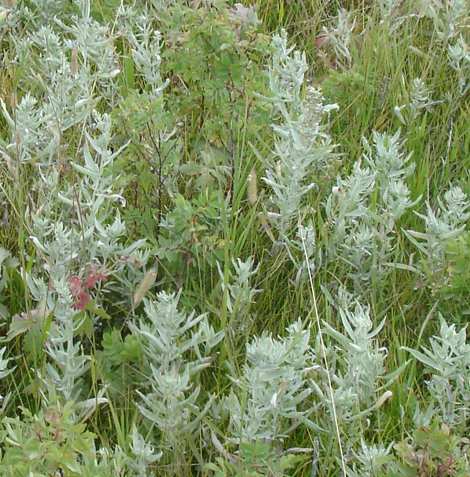 A dense stand of Prairie Sage (Artemisia ludoviciana) in a meadow. The silvery foliage contrasts with surrounding green grasses and other native plants, forming a striking visual display.