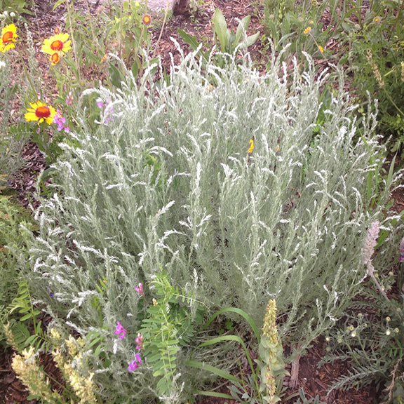 A dense clump of Prairie Sagewort (Artemisia frigida) growing in a native plant garden. The finely textured foliage spreads outward, creating a soft, silvery-green mound interspersed with other wildflowers.