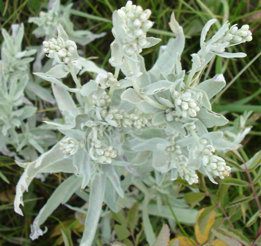 Close-up of Prairie Sage (Artemisia ludoviciana) leaves and flower buds. The narrow, silver-green foliage is covered in fine hairs, giving the plant a velvety appearance, while small flower buds emerge from the tips.