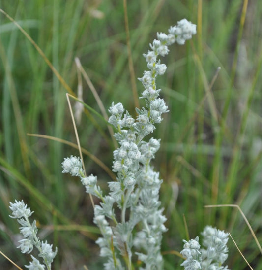 Close-up of Prairie Sagewort (Artemisia frigida) in bloom. The silvery-green, finely divided leaves and small clustered flower buds stand against a background of blurred green grasses, highlighting the plant's feathery texture.