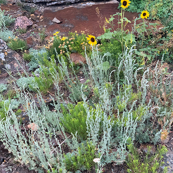 Prairie Sagewort (Artemisia frigida) growing in its natural habitat. The silvery-green plants are scattered among rocks and other native plants a short distance from a stream highlighting it ability to grow in many different conditions.