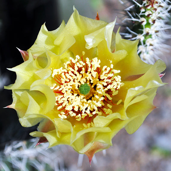A vibrant yellow flower of Prickly Pear Cactus (Opuntia polyacantha) bursts open, revealing a dense ring of pollen-laden stamens surrounding a bright green center. The delicate, crinkled petals contrast with the sharp, spiny pads in the background.