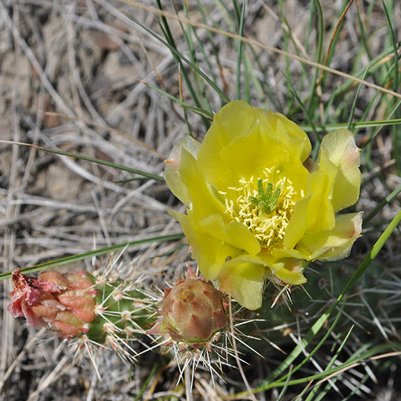 A single Prickly Pear Cactus (Opuntia polyacantha) bloom glows in the sun, nestled among dry grasses. The golden petals unfurl above the spiny green pads, while unopened flower buds hint at more blooms to come.