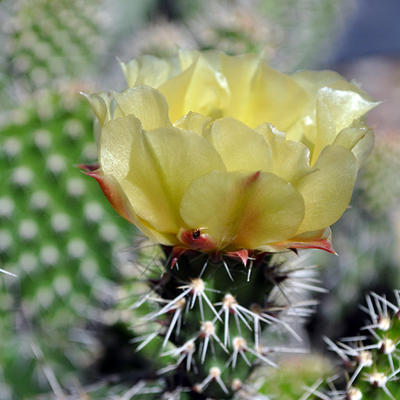 The soft, translucent petals of a Prickly Pear Cactus (Opuntia polyacantha) flower catch the light, forming a delicate cup atop the spiny green pad. A reddish tinge at the petal tips adds a subtle contrast to the bright yellow bloom.
