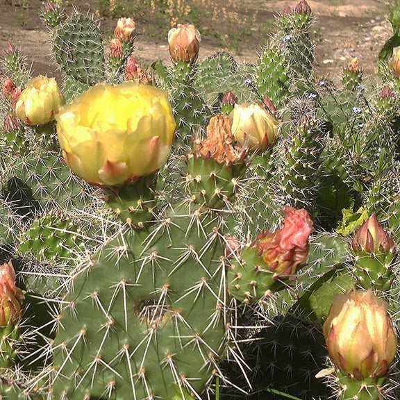 A dense patch of Prickly Pear Cactus (Opuntia polyacantha) spreads across a dry landscape, its green pads covered in long, sharp spines. Numerous yellow flowers and buds decorate the sprawling cluster, creating a striking desert display.