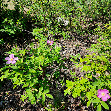 A wild Prickly Rose (Rosa acicularis) shrub growing in a sunny woodland clearing, with several vibrant pink blooms scattered across the leafy green foliage. The bright petals and yellow centers of the open flowers stand out against the shaded soil and surrounding greenery.