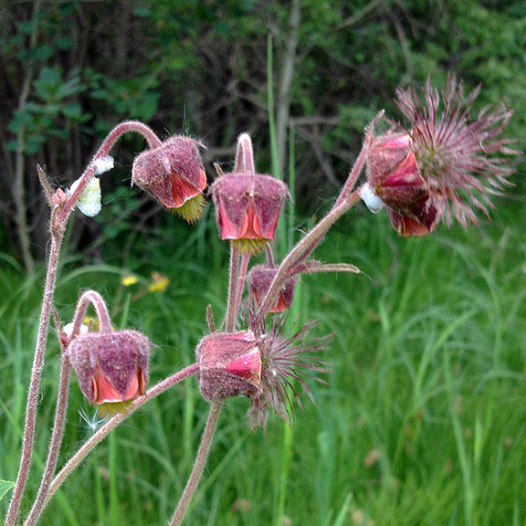 A close-up of Geum rivale (Purple Avens) showcasing several nodding, bell-shaped flowers with dusky purple sepals enclosing soft, reddish-orange petals. The fuzzy stems and sepals are covered in fine hairs, giving the plant a distinctive texture. One flower has begun to form a feathery seed head, its bristly tendrils reaching outward. A lush green meadow provides a soft-focus backdrop.