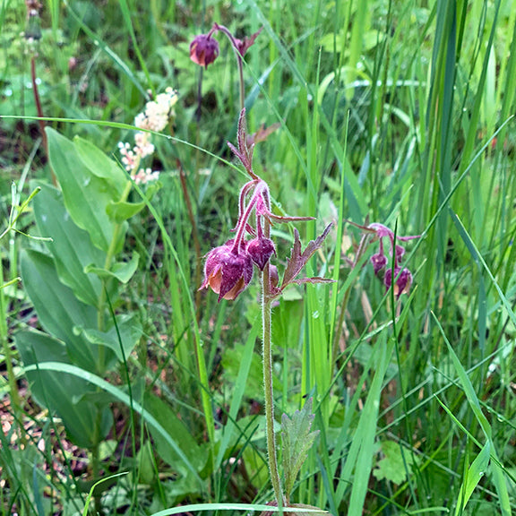 A single Geum rivale (Purple Avens) plant rising from a tangle of grasses, its delicate nodding flowers held aloft on slender, arching stems. The dusky purple sepals contrast with the softly glowing orange petals hidden within. Tiny hairs coat the stems, catching the light. Small unopened buds hint at more blooms to come.