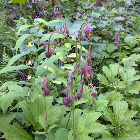 A dense stand of Geum rivale (Purple Avens) growing among mixed woodland vegetation, its gracefully arching stems adorned with drooping, bell-like flowers. The dusky purple sepals and fuzzy stems stand out against a backdrop of bright green foliage. Creamy Twisted Stock flowers peek through in the background, adding to the layered, naturalistic scene.