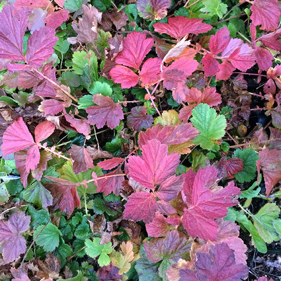 The foliage of Geum rivale (Purple Avens) in autumn, turning deep shades of red, burgundy, and purple. The textured, serrated leaves create a vibrant mosaic of color, with some green still lingering. The warm hues stand out against the dark soil, highlighting the seasonal transition.