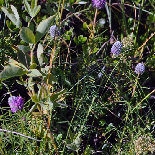 A natural habitat scene featuring Dalea purpurea (Purple Prairie Clover) plants at various stages of bloom, with some flowers still in white bud form while others have fully opened into bright purple spikes. The slender, green foliage mingles with other prairie plants in the background.