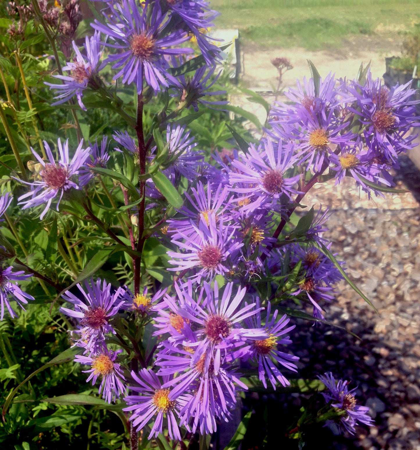 Symphyotrichum puniceum - Purple Stemmed Aster