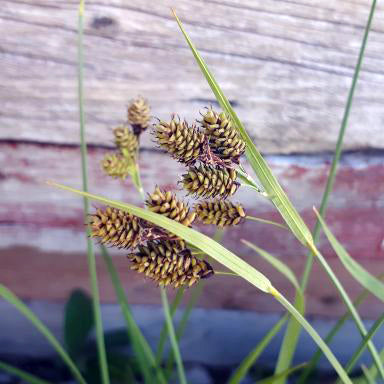 A detailed close-up of Carex raymondii (Raymond's Sedge) displaying compact, golden-brown seed heads with overlapping scales. The slender green leaves arch gracefully, contrasting against a weathered wooden backdrop.