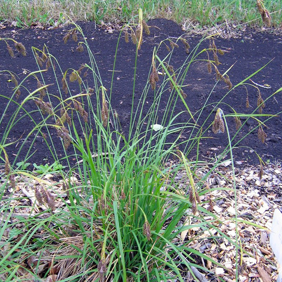 A mature Carex raymondii (Raymond’s Sedge) plant with long, arching green leaves and numerous drooping brown seed heads. The plant is growing in rich, dark soil, with mulch and organic debris scattered around the base.