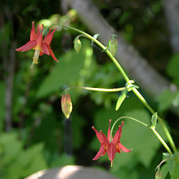 Aquilegia formosa (Red Columbine) flowers gracefully hanging from an arching stem in a shaded woodland setting. The bright red and yellow blooms stand out against the lush green foliage, highlighting the plant's natural beauty. Yellow stamens extending downward against a soft green background.