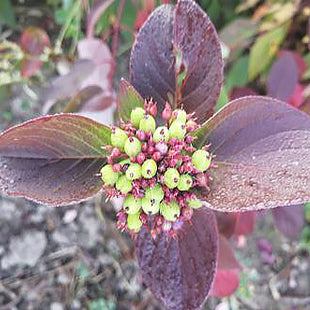 A cluster of unripe green berries forming at the center of deep burgundy leaves on a Cornus sericea (Red Twig Dogwood) plant. The rich autumn hues contrast with the pale green fruit, showing seasonal color change and fruit development.