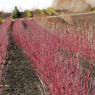 A large field of dormant Cornus sericea (Red Twig Dogwood) shrubs with striking red stems standing against bare soil and distant trees. The vibrant red color of the twigs makes a bold contrast against the muted winter landscape, highlighting the plant's appeal in colder months.