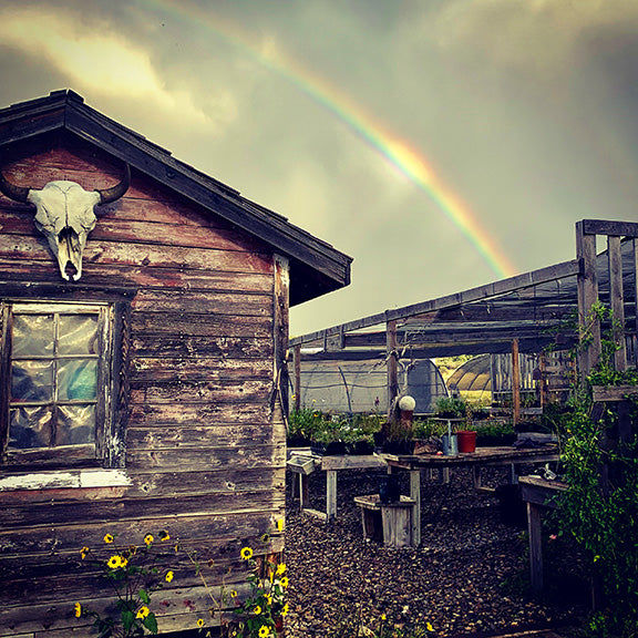 A rainbow arcs across a cloudy sky above a rustic wooden shed with a weathered window and a bison skull mounted on the peak. Yellow wildflowers bloom at the shed’s base, while tables of native plants sit beneath an open shade structure in the nursery yard. The scene feels peaceful and earthy, capturing a moment of calm after the rain.