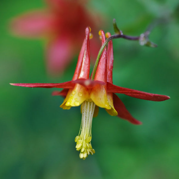 Close-up of an Aquilegia formosa (Red Columbine) flower with vibrant red outer petals and a contrasting yellow interior. The nodding bloom, adorned with raindrops, features long, curved spurs and delicate yellow stamens extending downward against a soft green background.