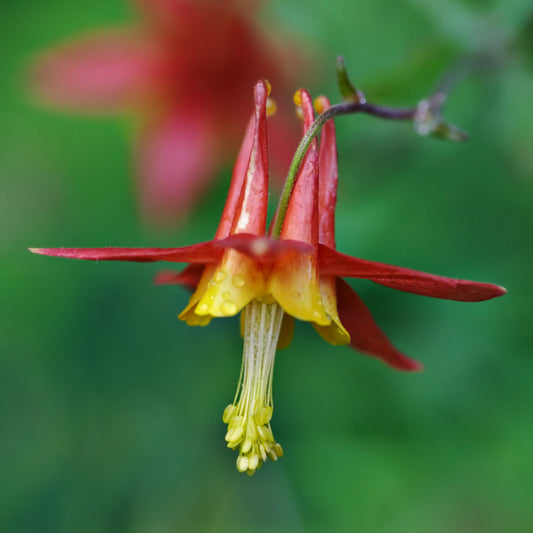Close-up of an Aquilegia formosa (Red Columbine) flower with vibrant red outer petals and a contrasting yellow interior. The nodding bloom, adorned with raindrops, features long, curved spurs and delicate yellow stamens extending downward against a soft green background.