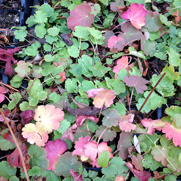 A tray of Heuchera richardsonii (Richardson's Alumroot) seedlings, showcasing their distinctive round, scalloped leaves in a mix of bright green and deep red hues. The color variation highlights the plant' seasonal changes, while the dense, low-growing foliage forms an attractive, textural ground cover.