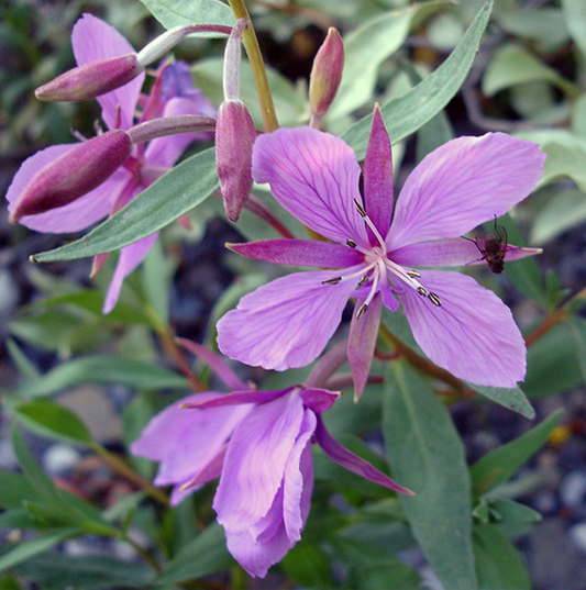 A close-up of Chamaenerion latifolium (River Beauty) flowers with striking pink-purple petals and deep magenta buds. The delicate stamens extend outward, with an insect perched on one of the blooms, highlighting the plant’s role as a pollinator favorite.
