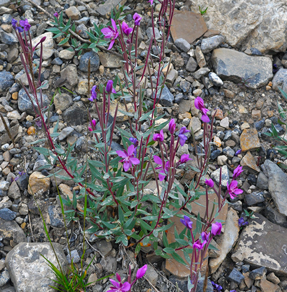 A low-growing Chamaenerion latifolium (River Beauty) plant with vibrant magenta flowers blooming among rocky ground. The sprawling stems and contrasting deep green leaves showcase the plant's ability to thrive in harsh alpine environments.