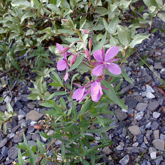 A Chamaenerion latifolium (River Beauty) plant growing among gravel and stones, with bright pink flowers standing out against the muted tones of surrounding vegetation. The silvery-green foliage of nearby shrubs adds a striking contrast to the delicate blooms.