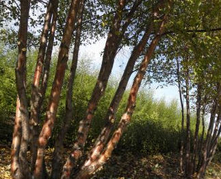 A group of Betula occidentalis (River Birch) trunks with distinctive reddish-brown, peeling bark, set against a backdrop of green foliage. Dappled sunlight filters through the leaves, highlighting the textured bark and the multi-stemmed growth habit of the tree.