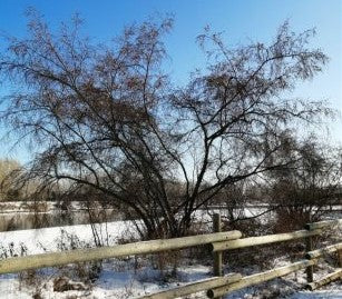 A mature Betula occidentalis (River Birch) growing near a wooden fence, with its leafless branches creating an intricate pattern against a bright blue winter sky. The ground is covered in snow, and a partially frozen water body is visible in the background.