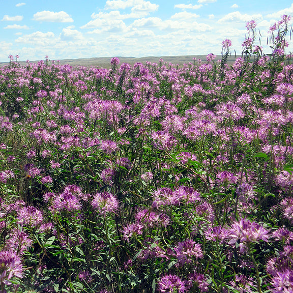 A vast prairie filled with thousands of blooming Peritoma serrulata (Rocky Mountain Bee Plant), their pinkish-purple flower clusters glowing under a bright blue sky. The tall plants sway across the landscape, creating a sea of color stretching to the horizon.